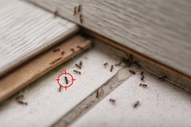 Best Affordable Pest Control Services  in Westwood, MI