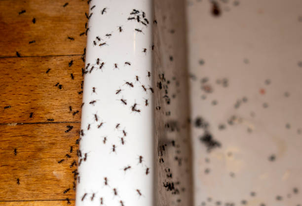 Best Ant Control Services  in Westwood, MI